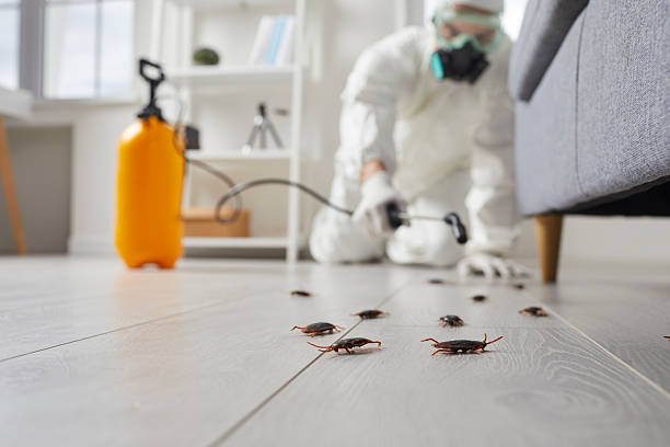 Commercial Rodent Management in Tulare
